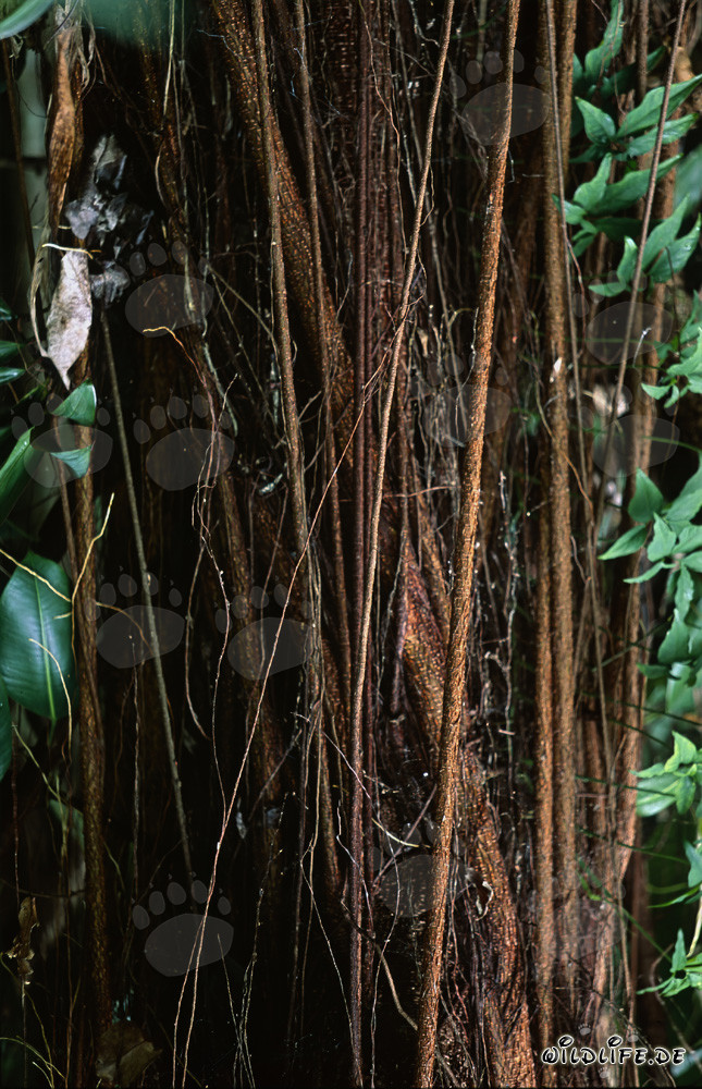 Figuier caoutchouc (Ficus elastica) avec des racines aériennes dans la forêt tropicale