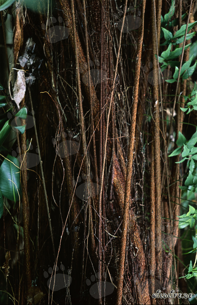 Gummibaum (Ficus elastica) mit Luftwurzeln im Regenwald