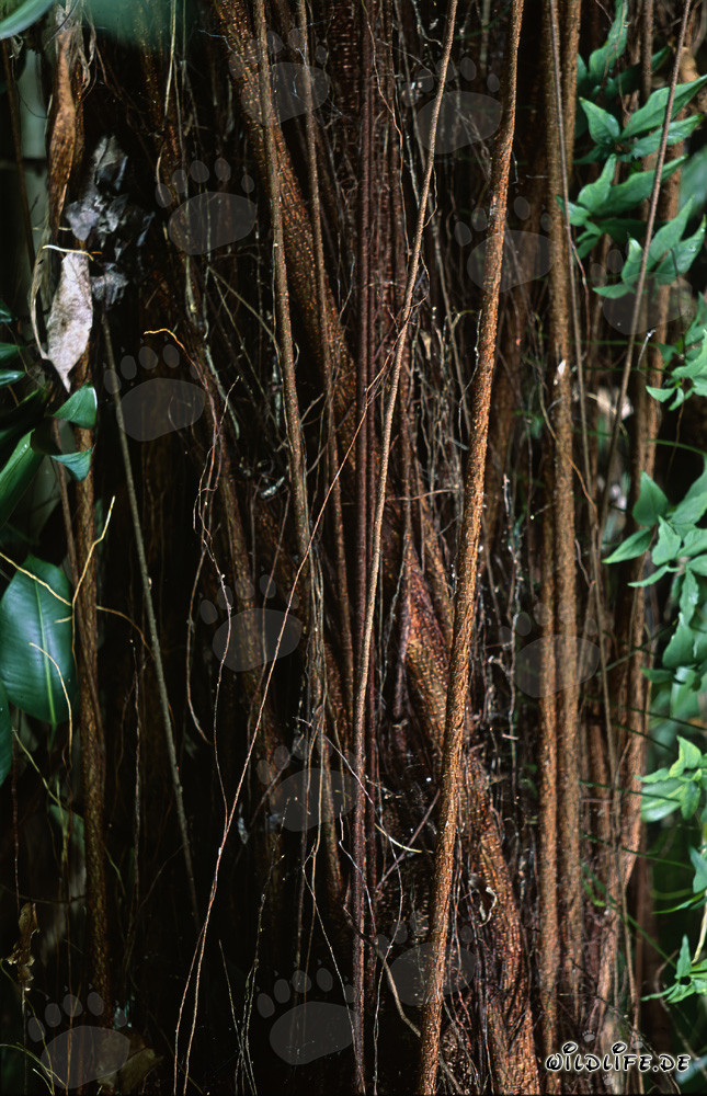 Higuera de goma (Ficus elastica) con raíces aéreas en la selva tropical