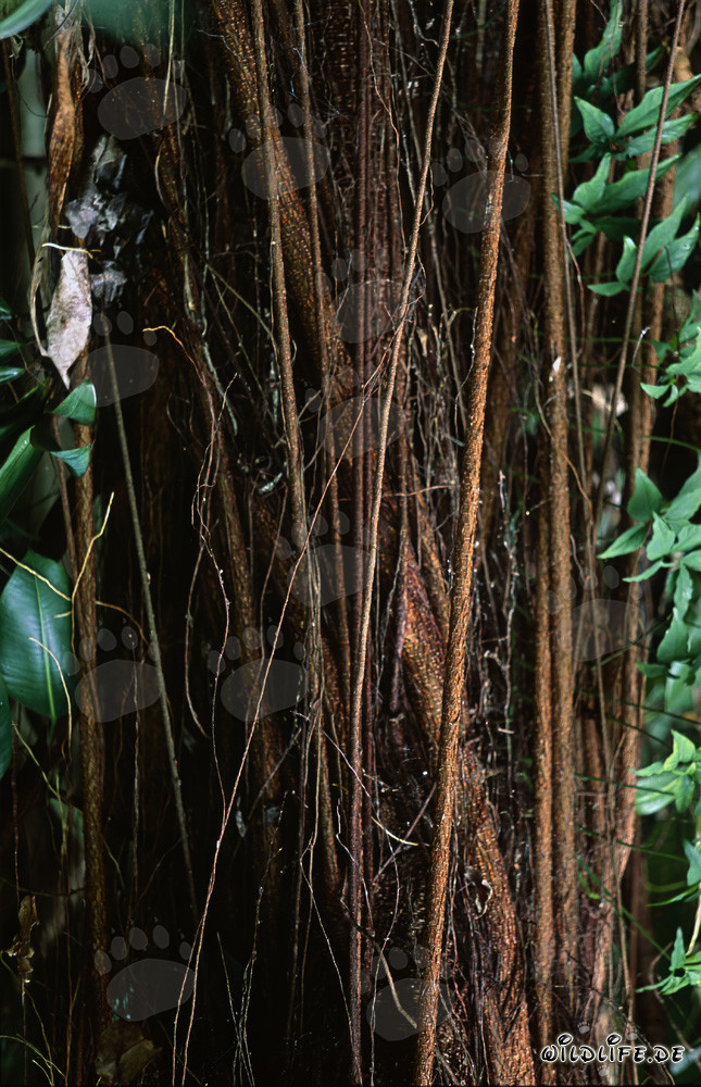 Rubber tree (Ficus elastica) with aerial roots in the rainforest