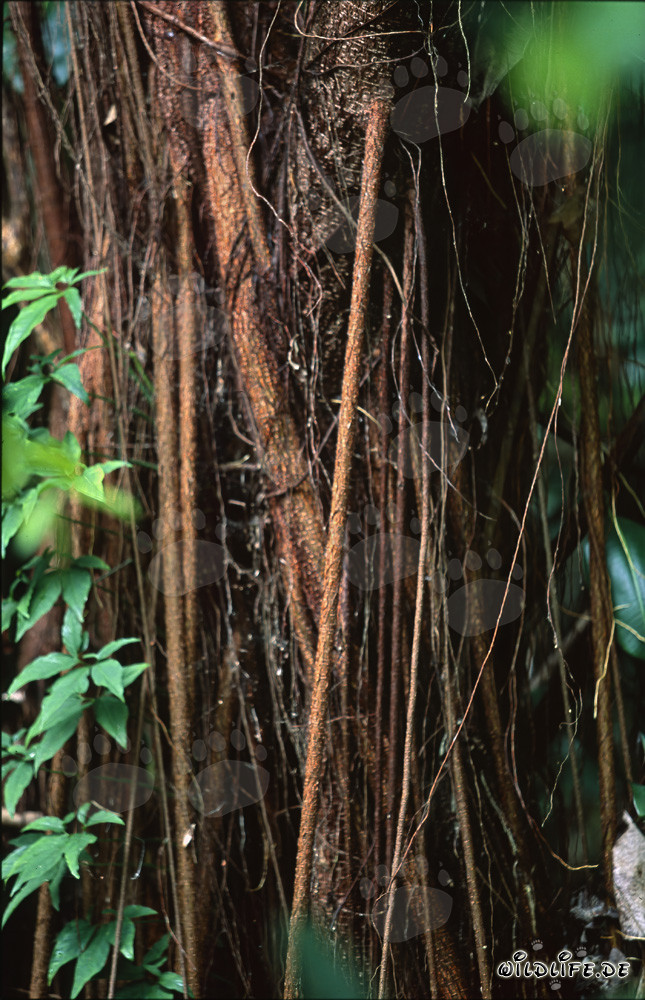 Fico maestoso nella fitta foresta pluviale di Viti Levu, Figi
