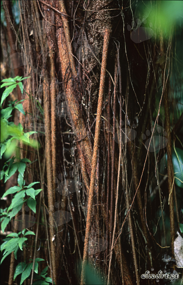 Ficus majestuoso en la densa selva de Viti Levu, Fiyi