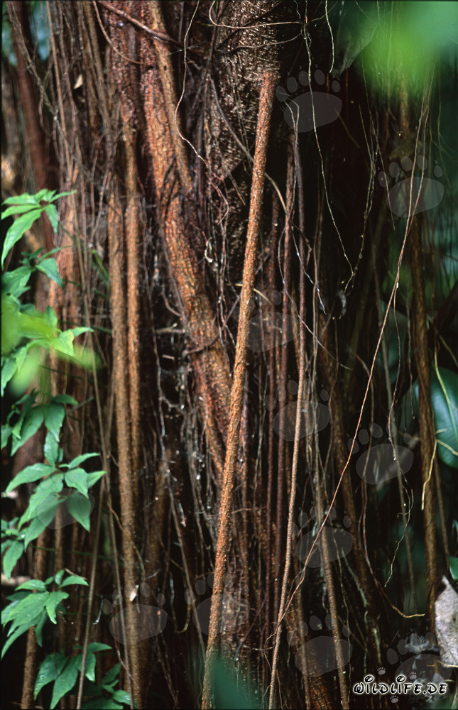 Figuier majestueux dans la dense forêt tropicale de Viti Levu, Fidji