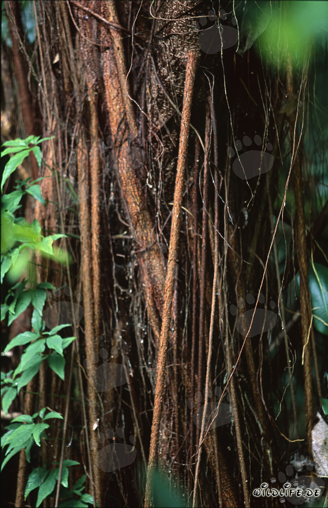 Majestic rubber tree in the dense rainforest of Viti Levu, Fiji