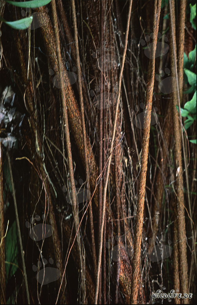 Ficus elastica (higuera de goma) con tronco imponente y raíces aéreas