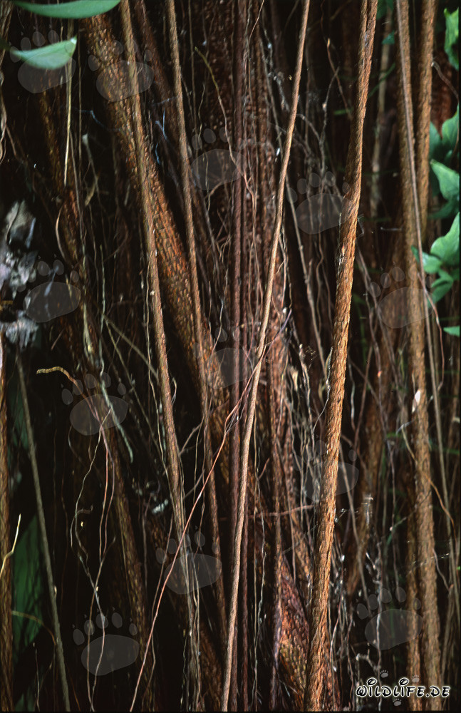 Ficus elastica con tronco imponente e radici aeree