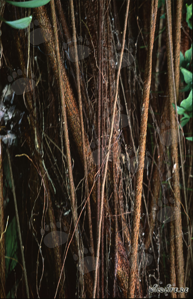 Figuier élastique (Ficus elastica) avec un tronc imposant et des racines aériennes