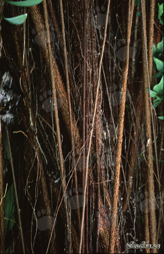 Rubber tree (Ficus elastica) with massive trunk and aerial roots