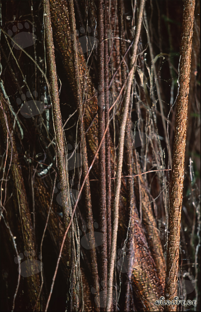 Albero di gomma (Ficus elastica) con molte imponenti radici aeree alle Figi
