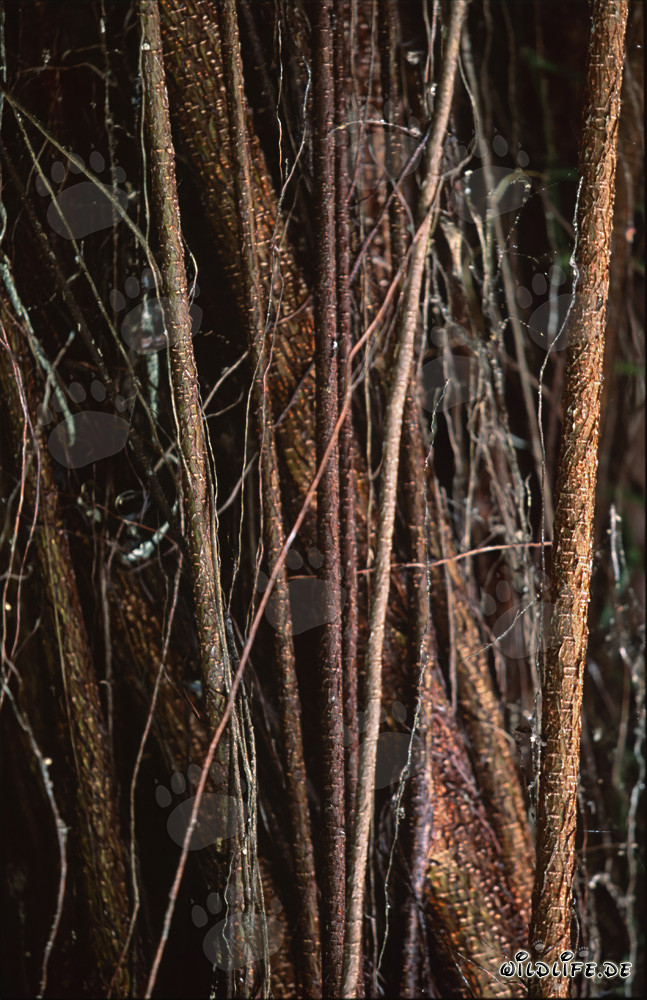 Árbol de caucho (Ficus elastica) con muchas impresionantes raíces aéreas en Fiji