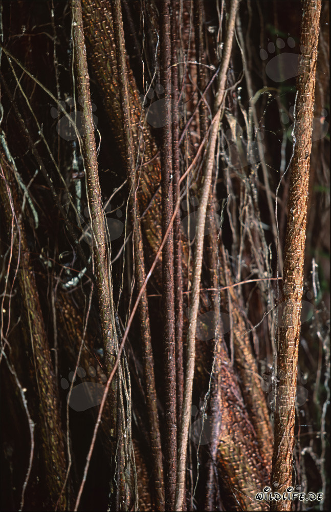 Figuier caoutchouc (Ficus elastica) avec de nombreuses racines aériennes imposantes aux Fidji
