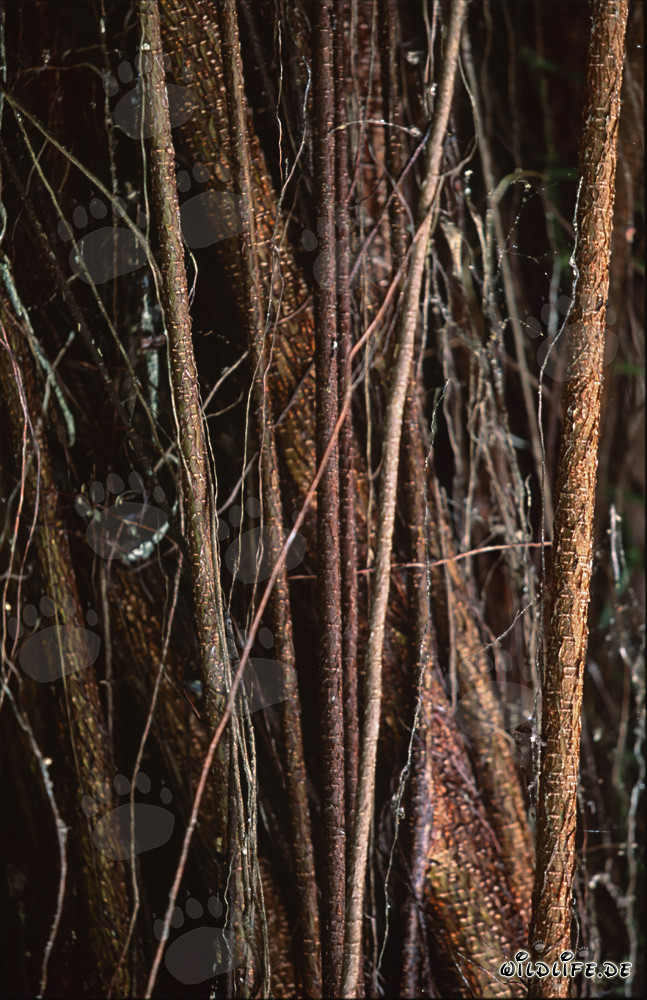 Rubber tree with numerous impressive aerial roots in Fiji
