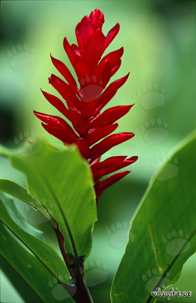 Vibrant Red Ginger (Alpinia purpurata)