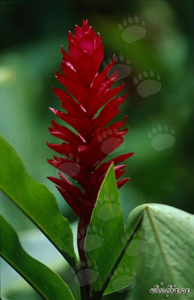 Purpurfarbener Ingwer Bluetenstand in Sigatoka/Kula Ecopark, Viti Levu, Fiji