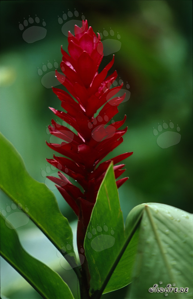 Red Ginger (Alpinia purpurata) Blossom in Sigatoka/Kula Ecopark, Viti Levu, Fiji