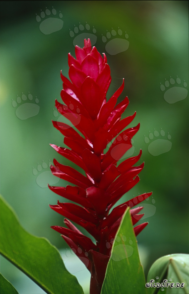Vibrant Red Ginger Plant