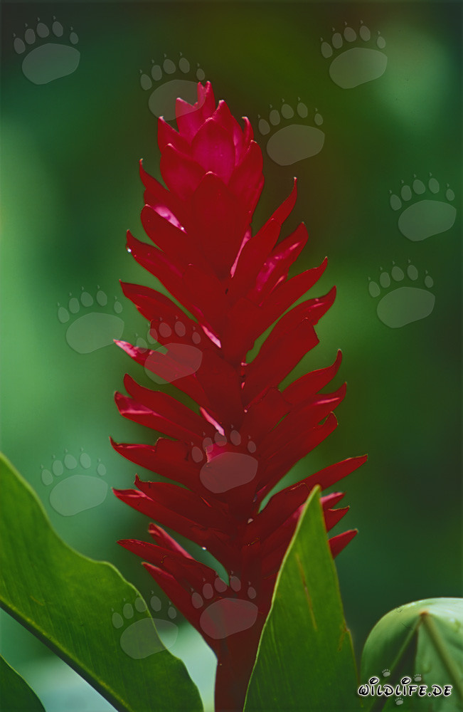 Découverte de l'impressionnant gingembre pourpre à Fiji