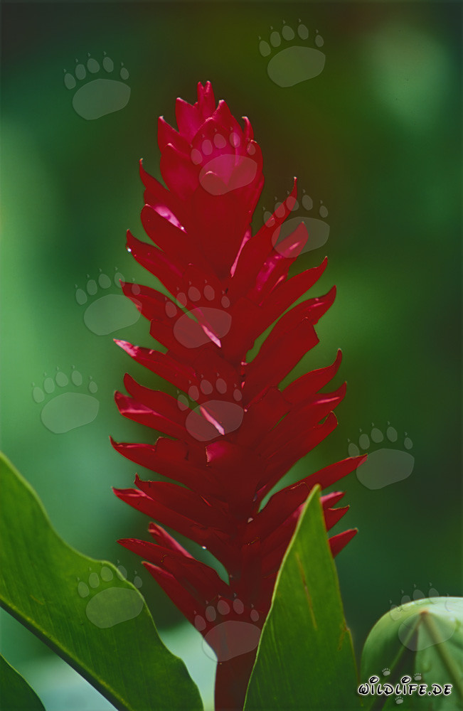 Descubrimiento del impresionante jengibre morado en Fiji