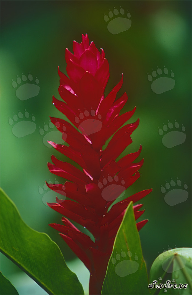 Impressive Red Ginger found in Fiji