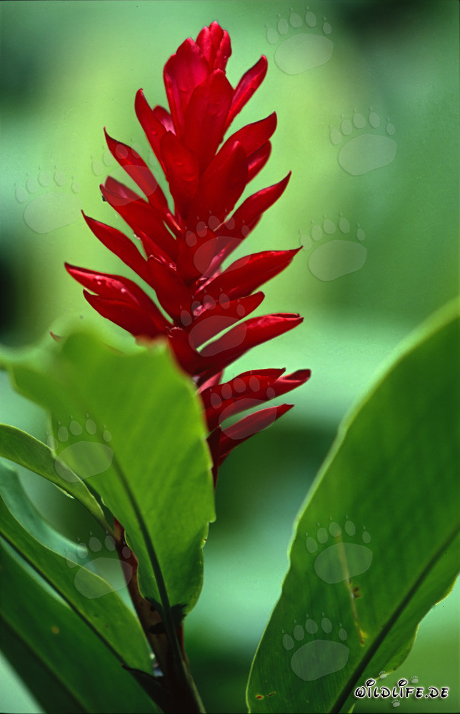 Striking Red Ginger (Alpinia purpurata)