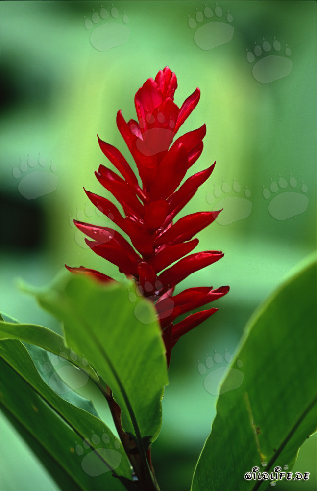 Gingembre pourpre rouge dans le vert clair