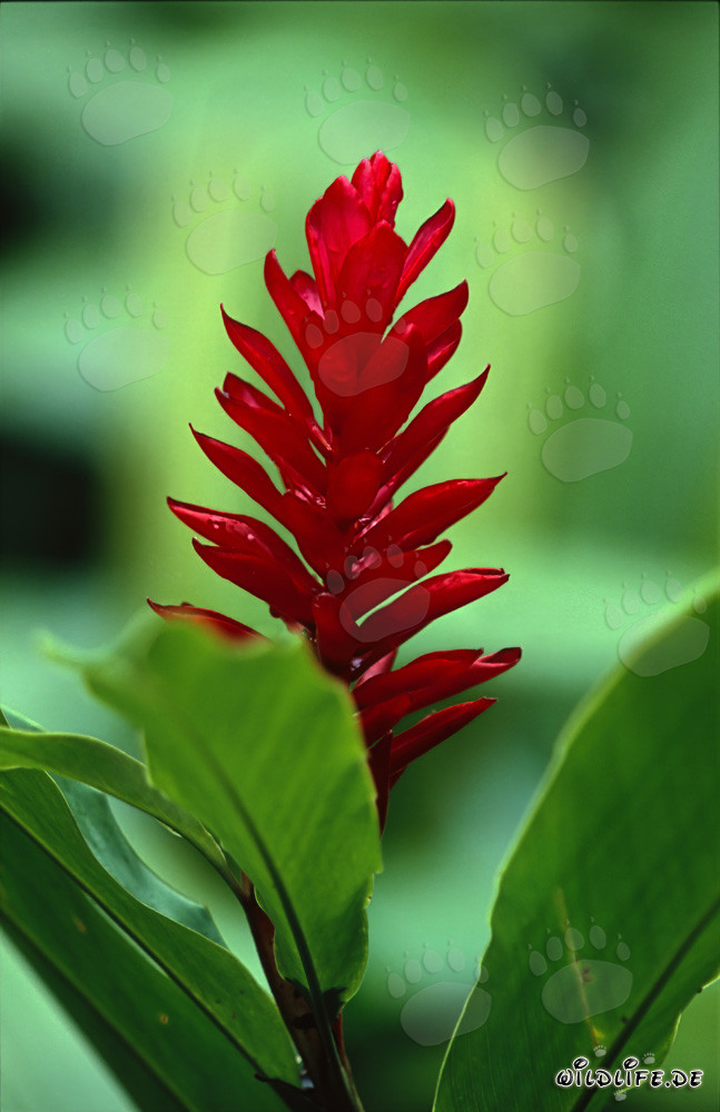 Red Ginger (Alpinia purpurata)