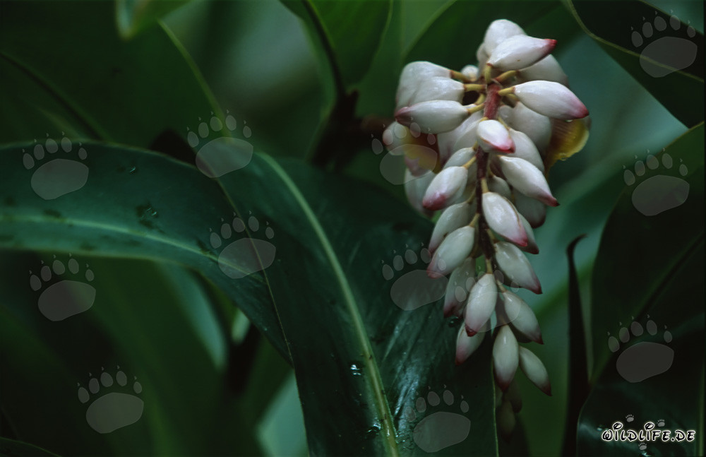 Gingembre coquillage entre des feuilles vertes luxuriantes
