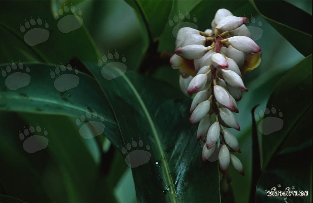 Shell Ginger amidst lush green leaves