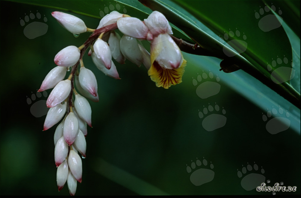 Fascinant bouquet de fleurs de gingembre coquille à Sigatoka, Fidji