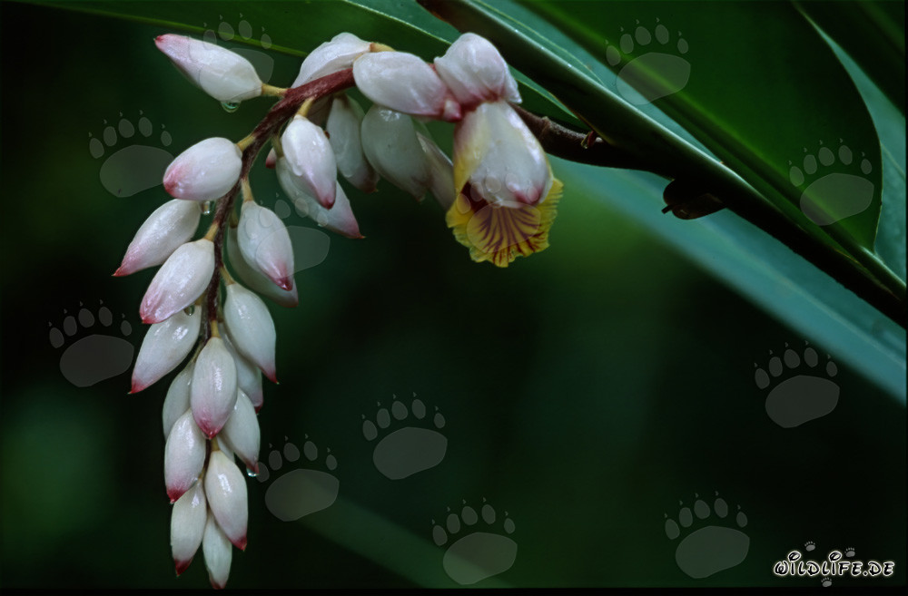 Fascinante racimo de flores de jengibre concha en Sigatoka, Fiji