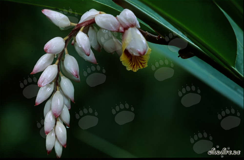 Fascinating shell ginger inflorescence in Sigatoka, Fiji