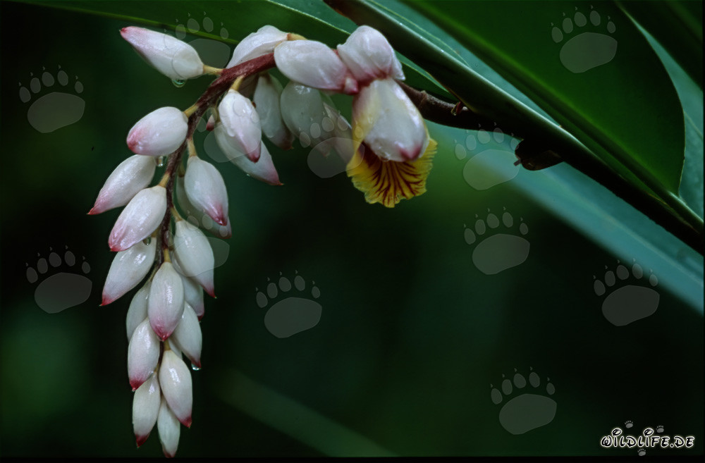 Affascinante pannocchia di fiori di zenzero conchiglia a Sigatoka, Figi