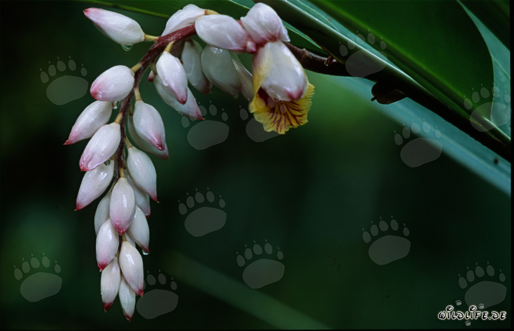 Beautiful shell ginger inflorescence in full bloom