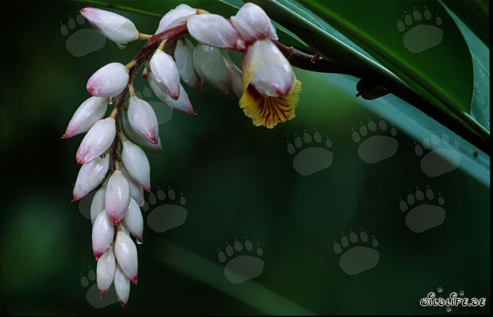 Bellissimo stelo floreale di zenzero conchiglia in piena fioritura