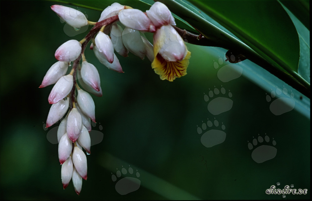 Hermoso racimo de flores de jengibre concha en pleno esplendor
