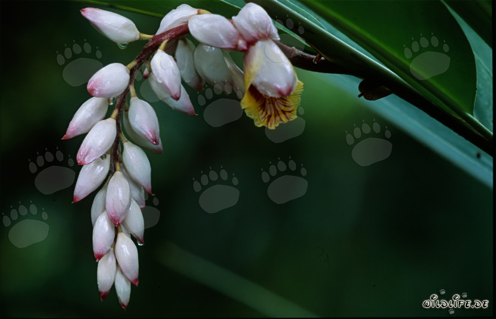 Magnifique inflorescence de gingembre coquillage en pleine splendeur