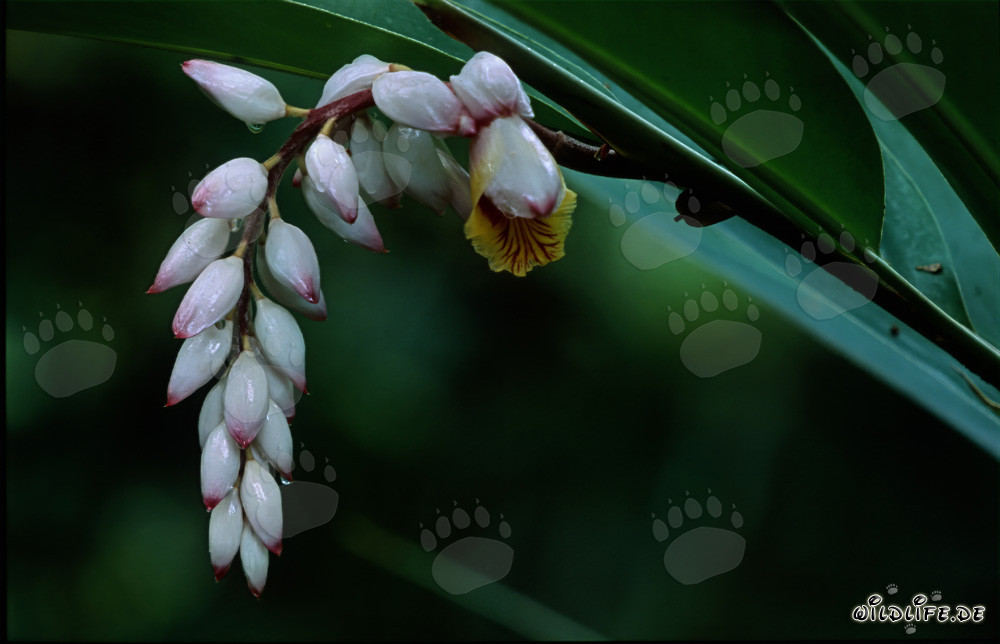 Inflorescence de gingembre coquillage brillant dans un environnement sombre