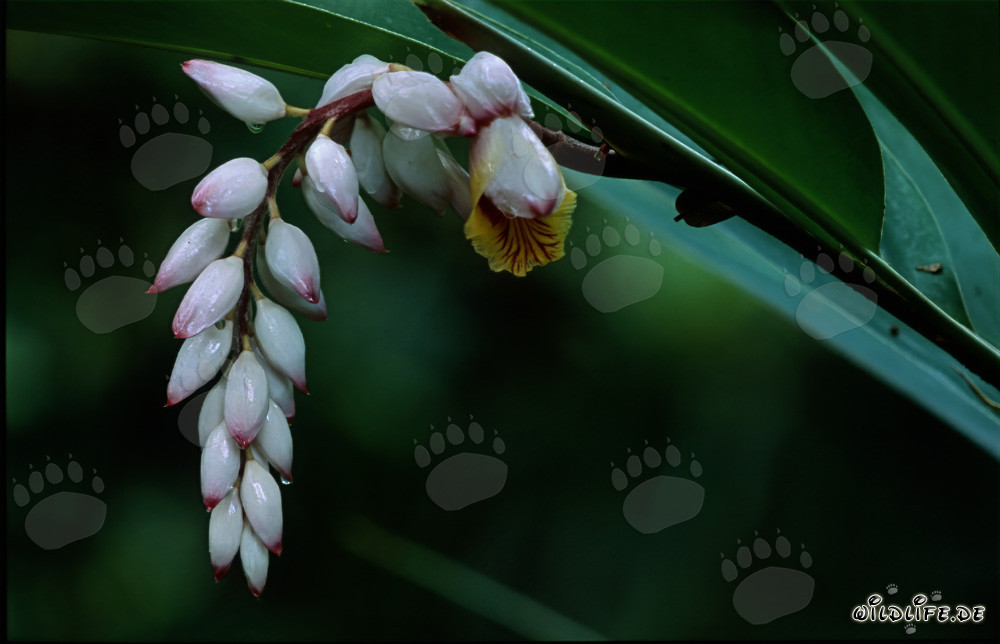 Shell Ginger inflorescence glows from dark surroundings