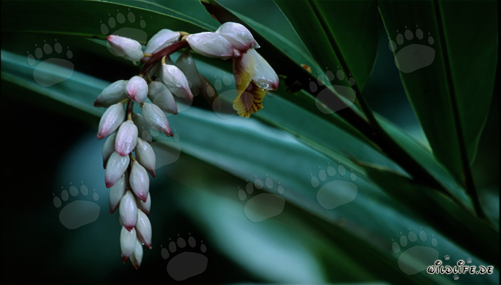 Fascinante inflorescencia de la cúrcuma concha