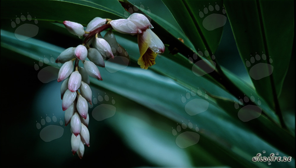 Magnifique inflorescence du gingembre coquille