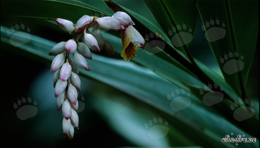 Fascinating Inflorescence of the Shell Ginger