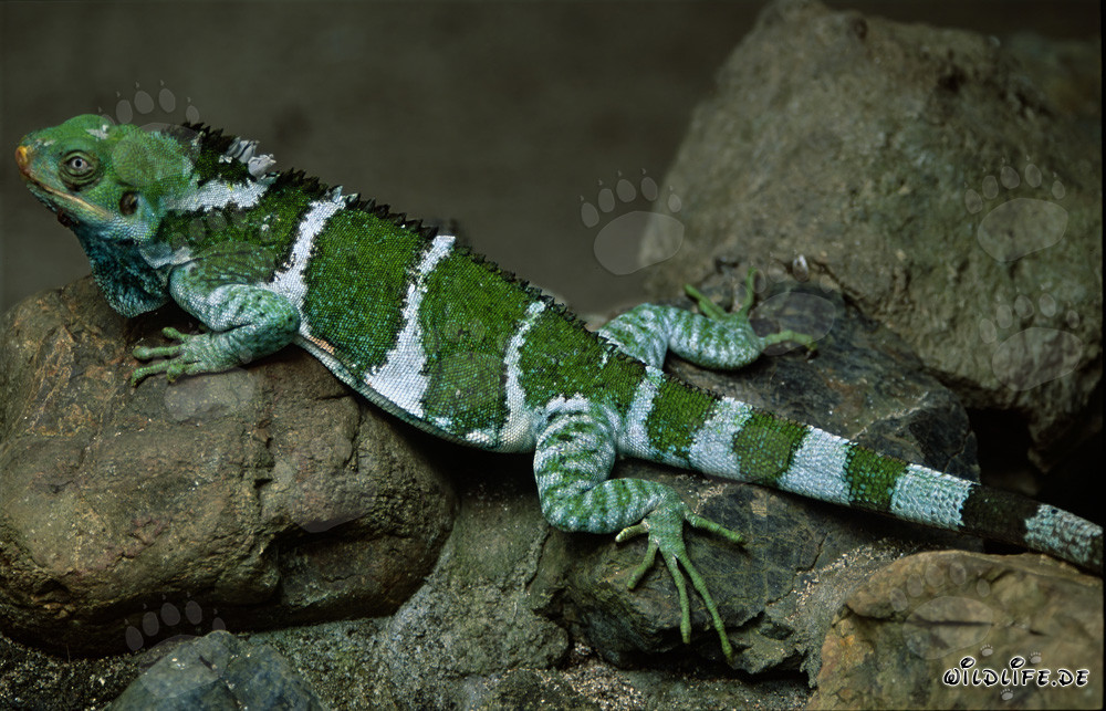 Fiji Crested Iguana (Brachylophus vitiensis) on Rocks in the Sun