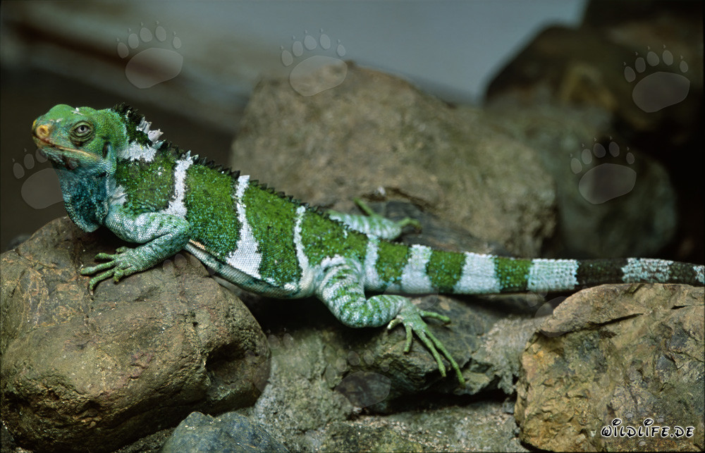 Faszinierender Fidschi-Kammleguan (Brachylophus vitiensis)