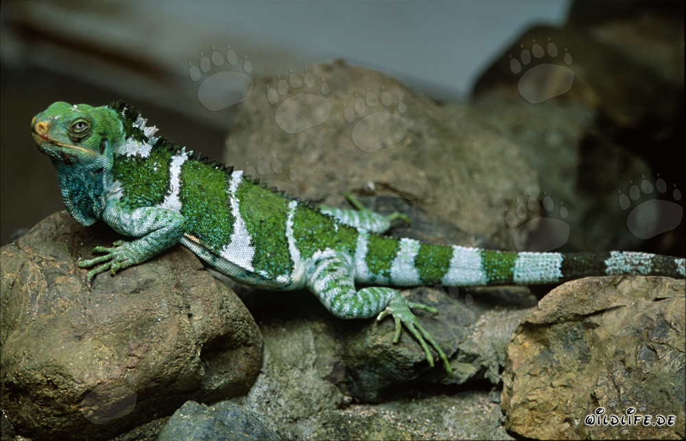 Iguana a cresta affascinante delle Fiji (Brachylophus vitiensis)