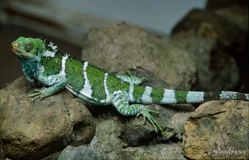 Iguana de cresta fascinante de Fiyi (Brachylophus vitiensis)