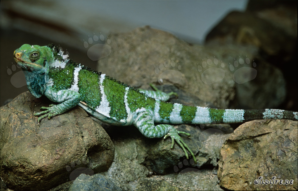 Iguane à crête fascinant des Fidji (Brachylophus vitiensis)