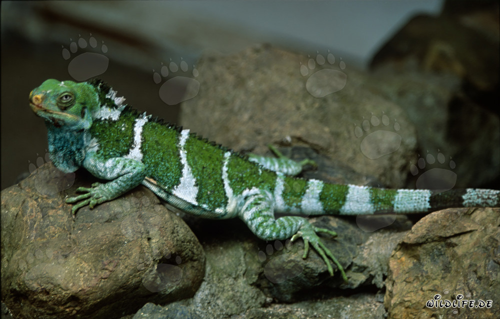 A rare Fiji Crested Iguana exploring the rocky landscape