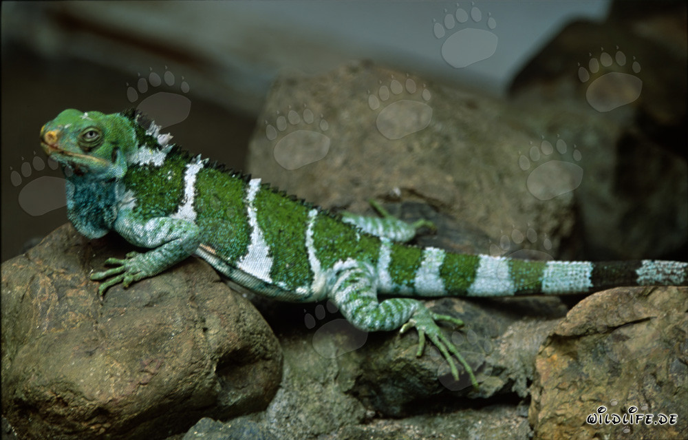 Ein seltener Fiji Kammleguan erkundet die Felsenlandschaft