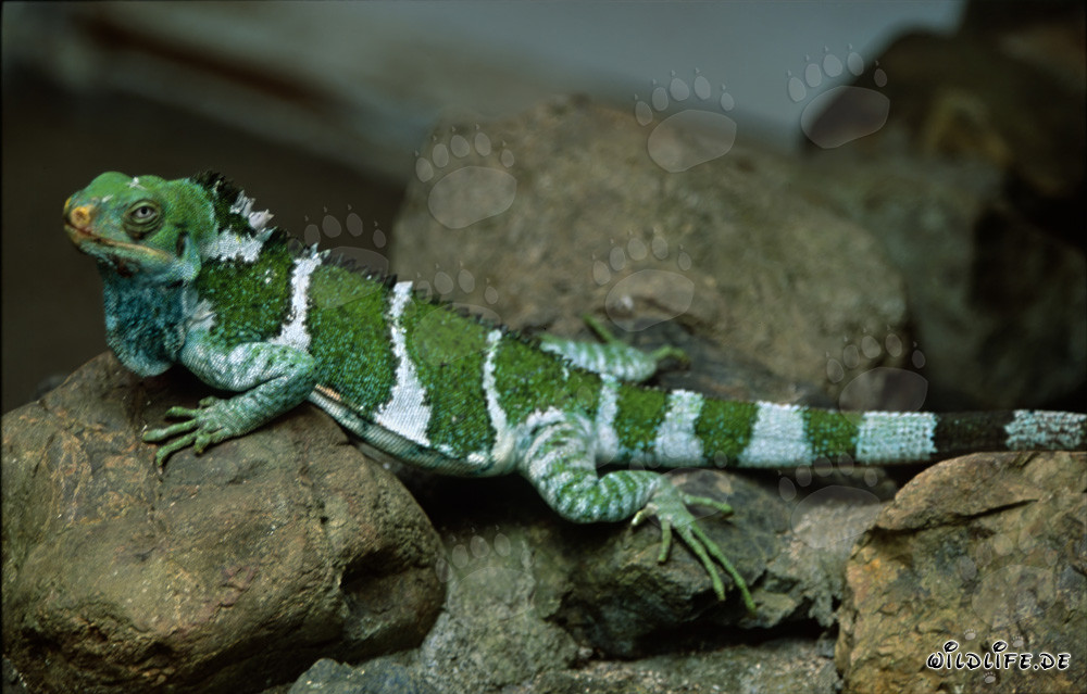 Un raro iguana crestata delle Figi esplora il paesaggio roccioso