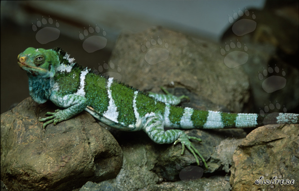 Un rare iguane à crête de Fiji explore le paysage rocheux